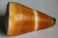 /products/conus-flavidus-lamarck-18101/